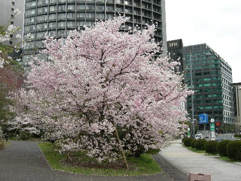 国立劇場前桜