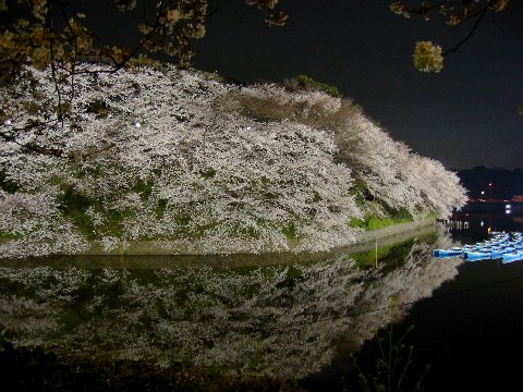 北の丸夜桜